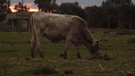 Single-brown-cow-with-horns-eating-grass-at-sunset,-farm,-static-wide