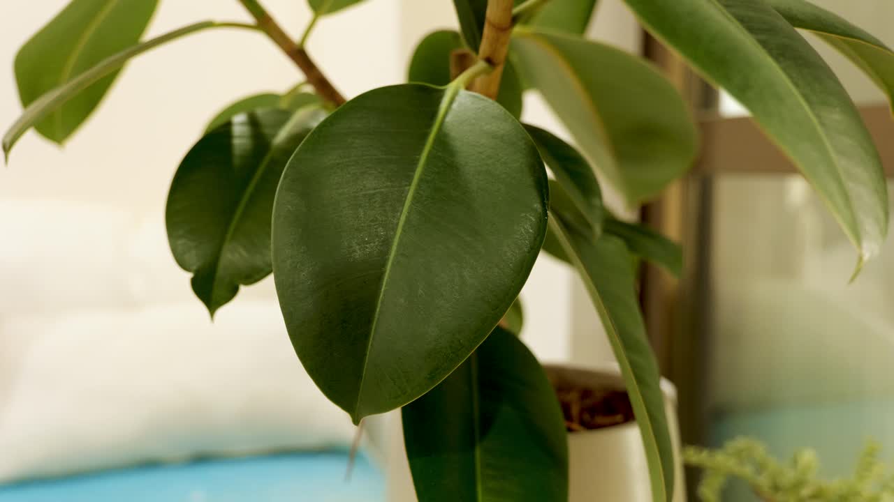 Close-Up of House Plants in a Cosy Apartment