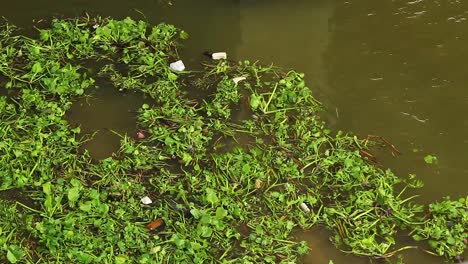 a group of water hyacinth and garbage floating in the river