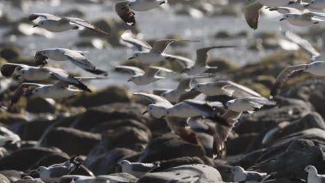 gulls almost soar in place in strong atlantic winds above rocky coastline