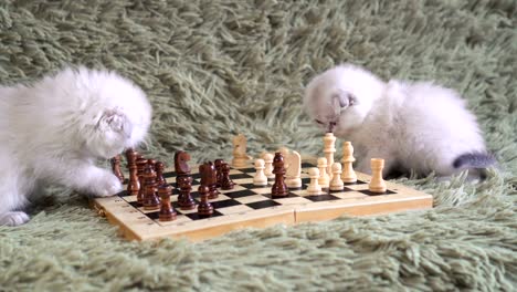 dos gatitos blancos jugando al ajedrez