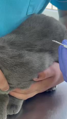 veterinary examination of a gray cat