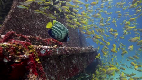 school of yellow tail snapper swimming around a single emperor angelfish on the outside of a shipwreck in phuket, thailand