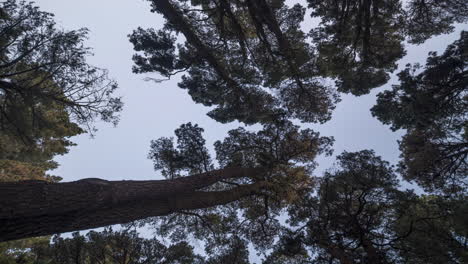 starry sky above trees in the dark at refugio el pilar, la palma, timelapse