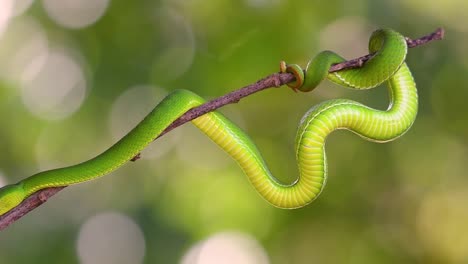 la víbora de labios blancos es una víbora venenosa endémica del sudeste asiático y a menudo se encuentra durante la noche esperando en una rama o rama de un árbol cerca de un cuerpo de agua con muchos alimentos