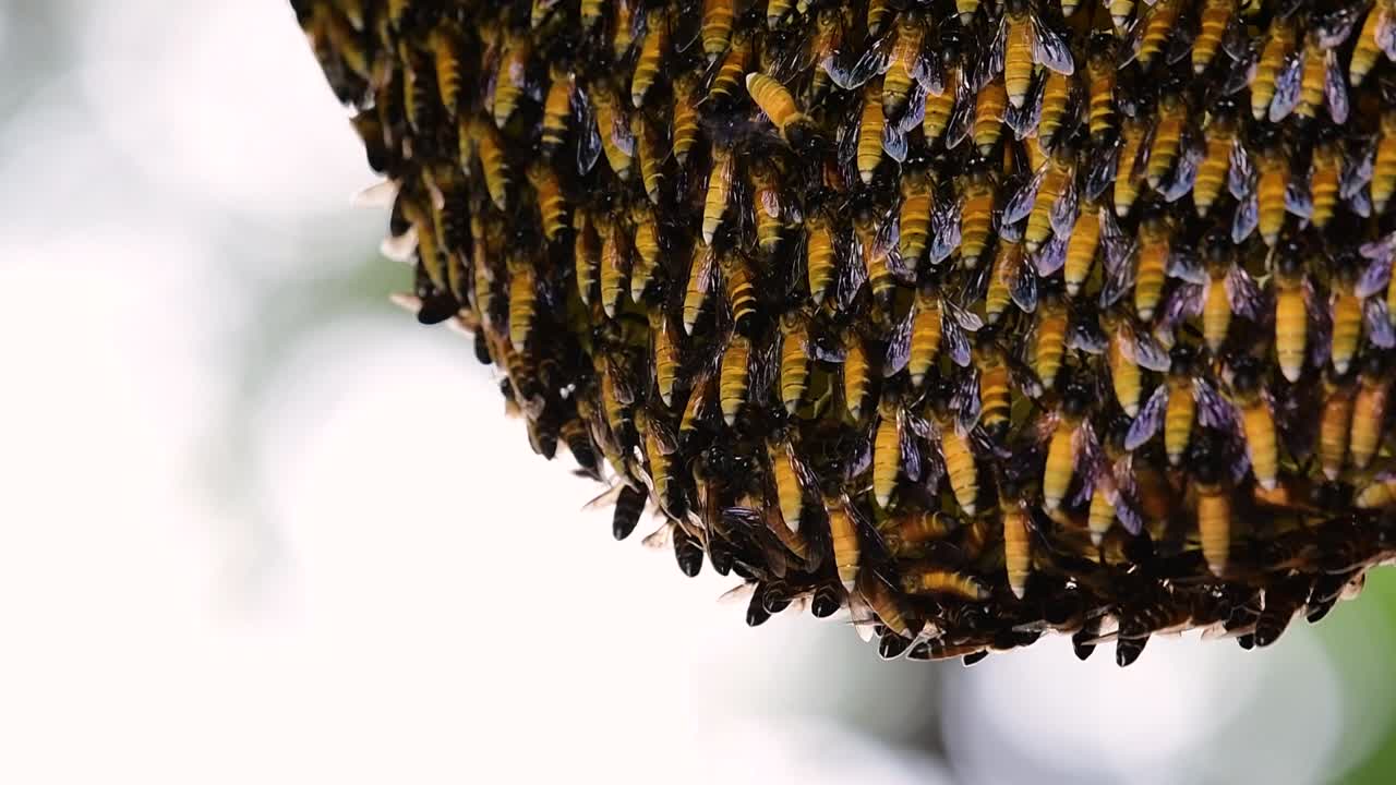 se sabe que las abejas melíferas gigantes construyen grandes colonias de nidos con bolsillos simétricos hechos de cera para almacenar miel como fuente de alimento.