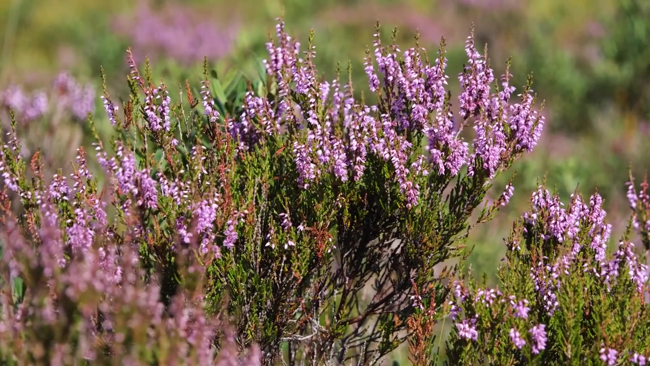 Nærbillede af vild lyng i blomst med lilla blomster, der blidt bevæger sig i brisen