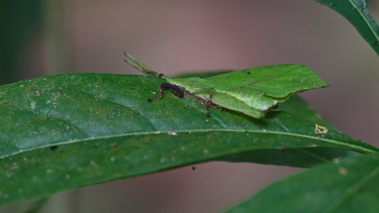 으로 보이는 잎을 마치 식물의 일부인 것처럼 먹는 모습, 카메라가 확대하는 동안, 시스텔라 라플레시 (systella rafflesii) 잎사귀, 태국
