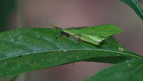 Visto-De-Lado-Comiendo-La-Hoja-Como-Si-Fuera-Parte-De-La-Planta-Mientras-La-Cámara-Hace-Zoom,-Saltamontes-De-Hoja-Systella-Rafflesii,-Tailandia