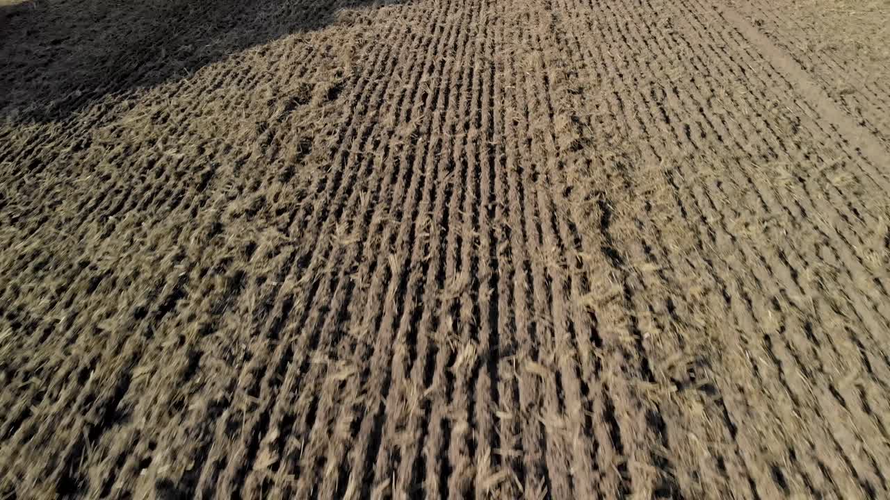 toma aérea en el campo oscilante después de la cosecha, área marrón esperando plantas en crecimiento, 4k por brone