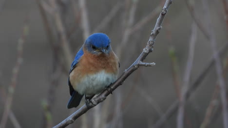 pájaro azul oriental macho, sialia sialis, se posa en una ramita mirando alrededor