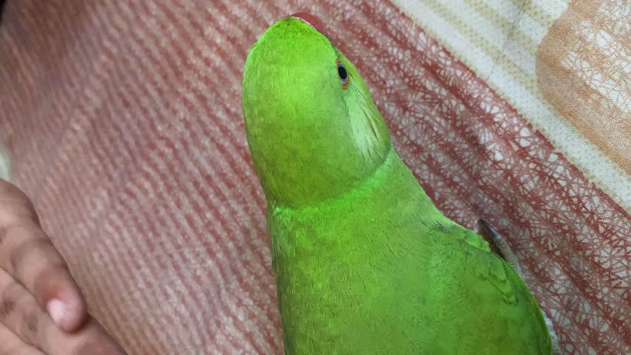 침대에서 손으로 부드럽게 쓰다듬어지는 녹색 앵무새