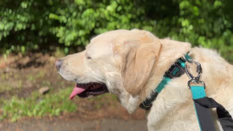 white lab dog yellow labrador retriever panting with collar and leash out for a walk on hot summer day