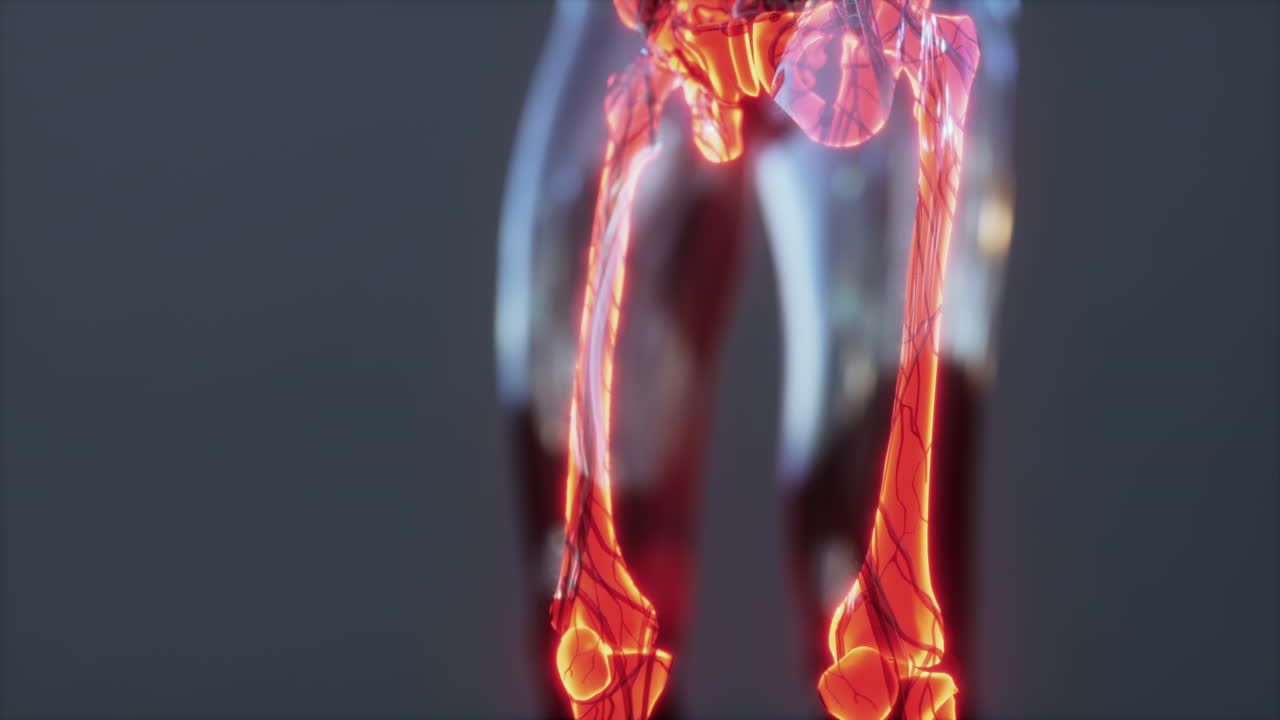 인간의 골격  ⁇ 와 관절 의료 스캔