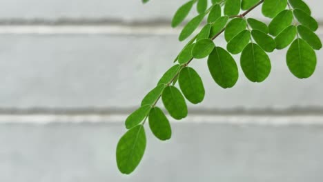 fresh leaves of the drumstick tree, also known as moringa (moringa oleifera), are a popular and nutritious leafy green vegetable, especially abundant during the rainy season