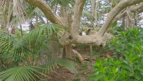 pov of white tern nesting on a low branch on lord howe island nsw australia