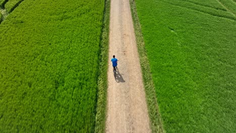 Vibraciones-De-Verano:-Un-Ciclista-Masculino-Recorre-Un-Campo-Verde-En-Crecimiento-En-Verano,-Rastreado-Por-Un-Dron-En-4k