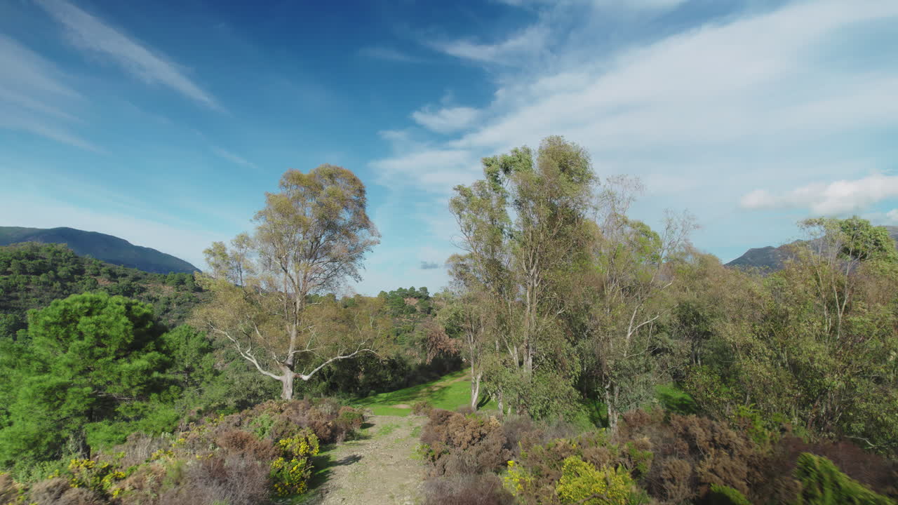 vuelo aéreo entre los árboles en el campo