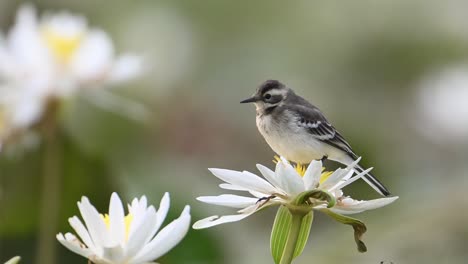 Grey-wagtail-on-water-lily-flower