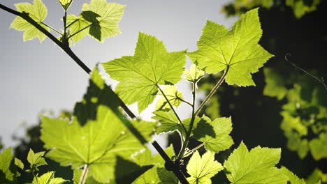 Leaves-swaying-in-the-wind.-Backlit