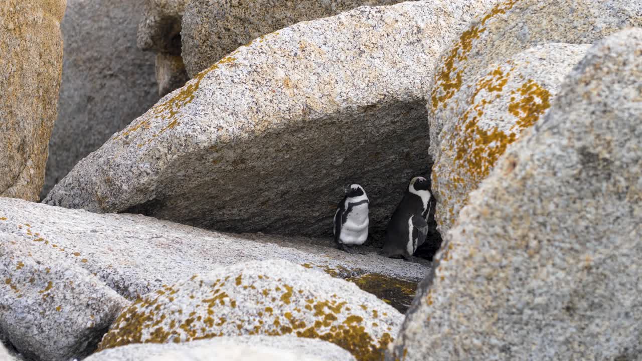 Penguins hiding amongst big boulders in Cape Town, South Africa