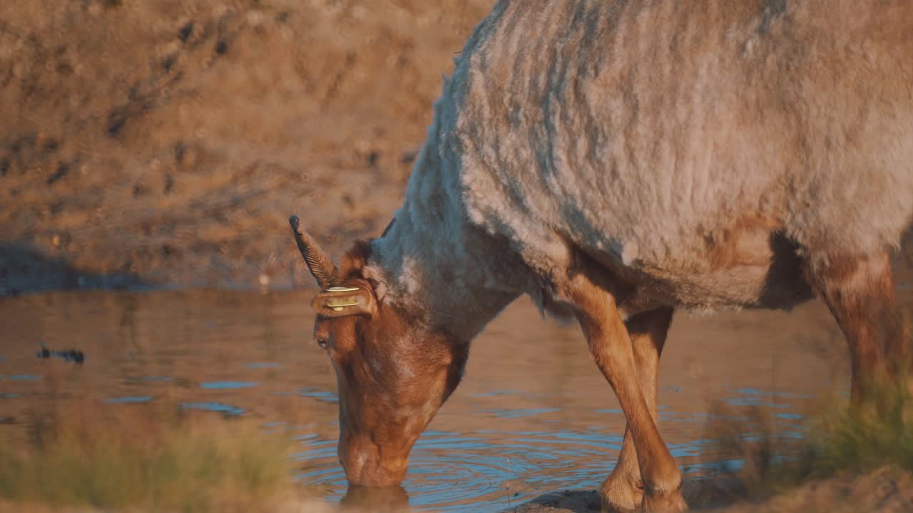 ovejas bebiendo del estanque en un día soleado, tiro medio a cámara lenta