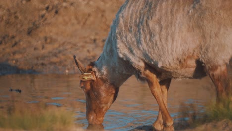 Sheep-drinking-from-pond-on-sunny-day,-slow-motion-medium-shot