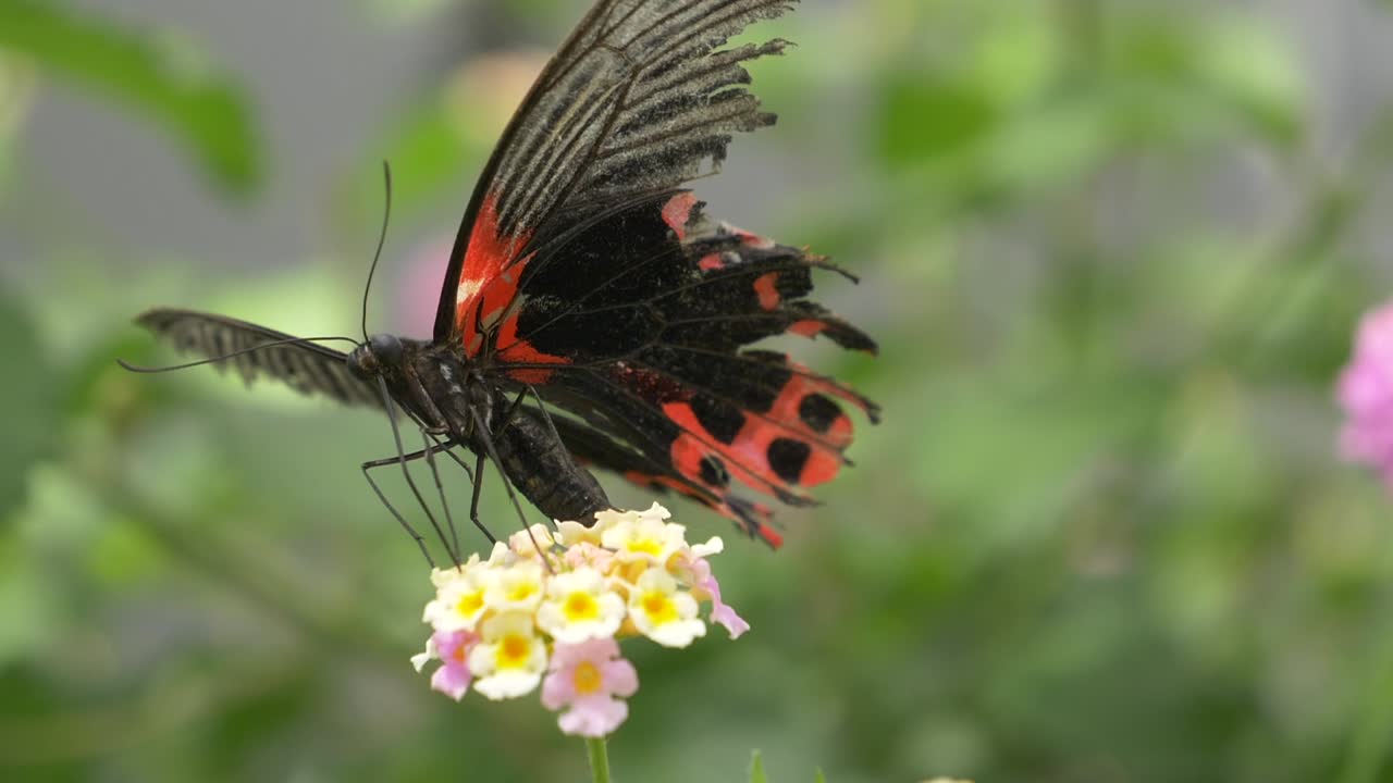Macro estrema di un'indaffarata farfalla Mormon Scarlatta femmina che lavora su un fiore in fiore