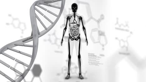 animación de la cadena de adn girando sobre el modelo del cuerpo humano