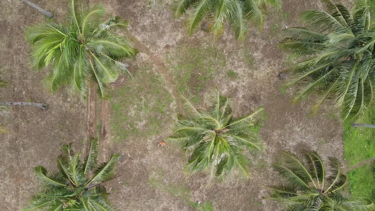 drone dolly volando sobre la granja de coco con granjero caminando, vista aérea