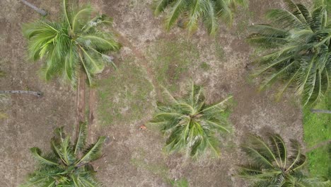 Drone-Dolly-Volando-Sobre-La-Granja-De-Coco-Con-Granjero-Caminando,-Vista-Aérea