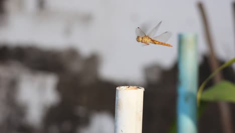 dragonfly perching and flying away from post