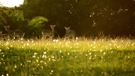 Impala-Tomando-Los-Rayos-De-La-Mañana-En-Un-Brillante-Día-De-Otoño-Sudafricano