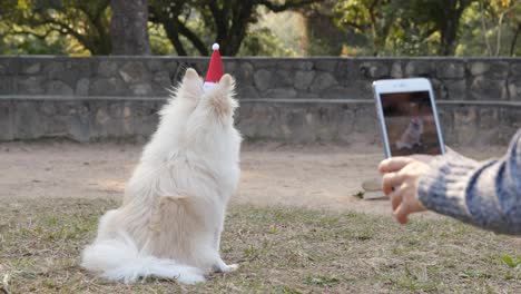 pomeranian with christmas hat in the park