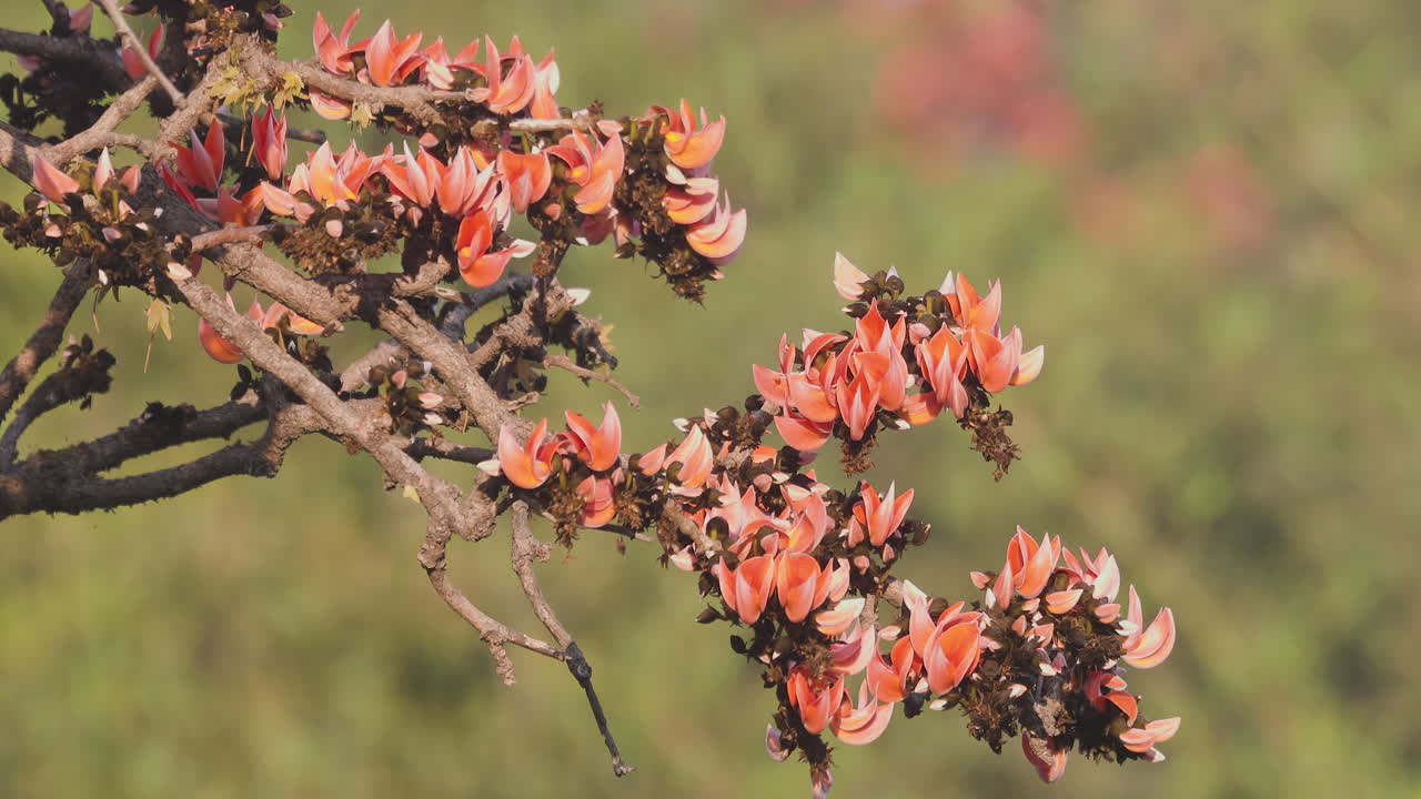 Ramo di 'Fiamma della Foresta' in fiore; bokeh arancione di alberi fioriti in lontananza sullo sfondo.