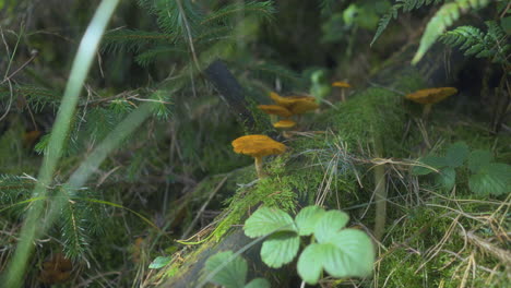 orange mushrooms growing on mossy fallen branch in english woodland in autumn