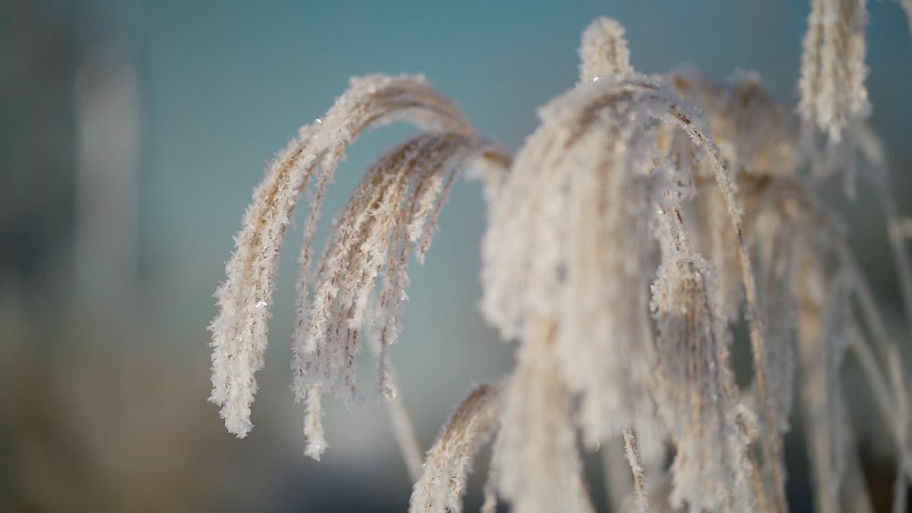Decorative garden grass frozen in winter. Calamagrostis, acutiflora. Plants in morning frost.