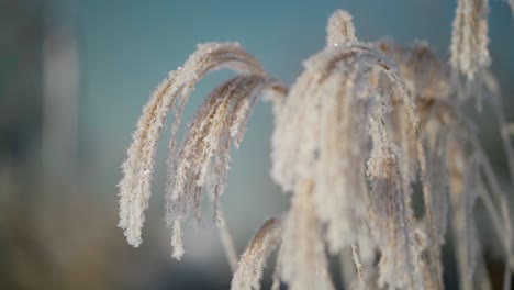 decorative garden grass frozen in winter. calamagrostis, acutiflora. plants in morning frost.