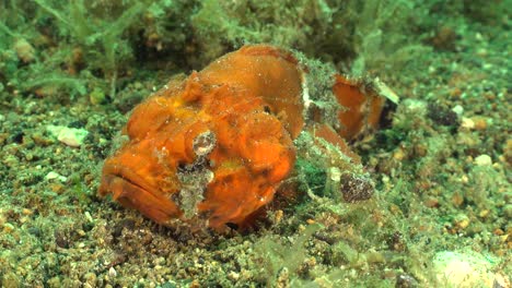 wide angle shot of an orange humpback scorpionfish in the philippines