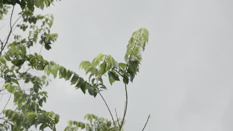 Regentropfen,-Die-über-Bäume-Nieseln-–-Statische-Aufnahme