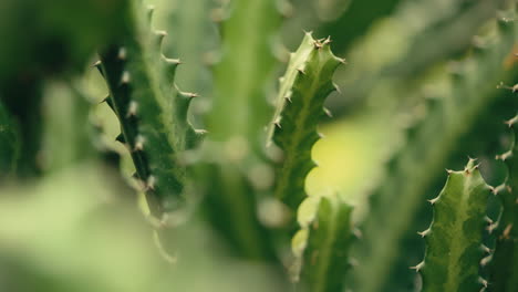 slow motion shot of cactus in the sun