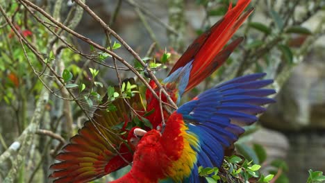 two scarlet macaws hanging upside down, playing fights or courtship displaying on the tree branch, spreading and flapping its wings, wrestling with the opponent, close up shot of exotic bird species