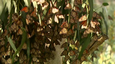 monarch butterflies in eucalyptus tree 02