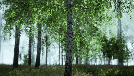 misty birch forest