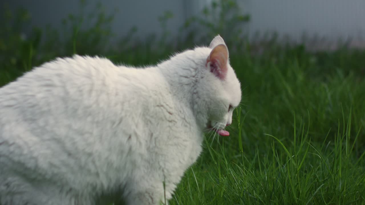 planta de masticación de gato blanco en campo de hierba