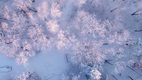 無人機拍攝在雪覆蓋的森林上空,飛向前方時,早晨的光線反射在被雪包裹的樹頂上,樹幹在黑暗的對比下