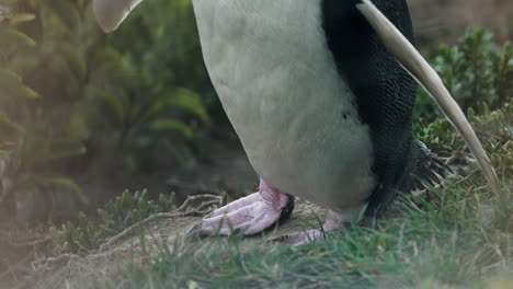 Bauch,-Flossen-Und-Schwimmhäute-Eines-Gelbaugenpinguins-Bei-Sonnenuntergang