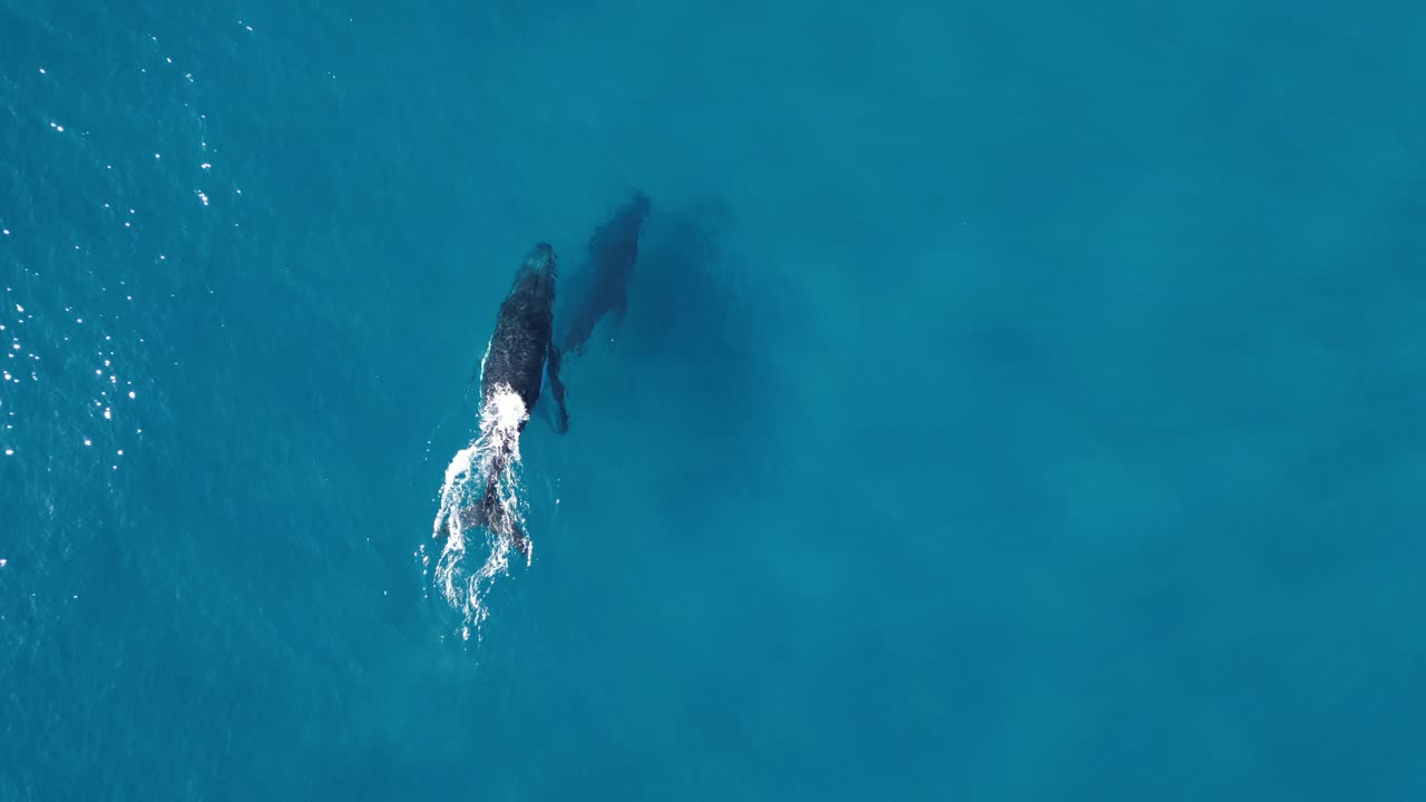 A whales swims above its companion deep below the ocean before spraying water from its blowhole