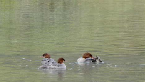 slow motion: three merganser birds groom plumage in pond, copy space