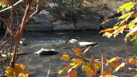 Great-Blue-Heron-foraging-in-Don-River-valley-while-hunting-fish-in-flowing-freshwater